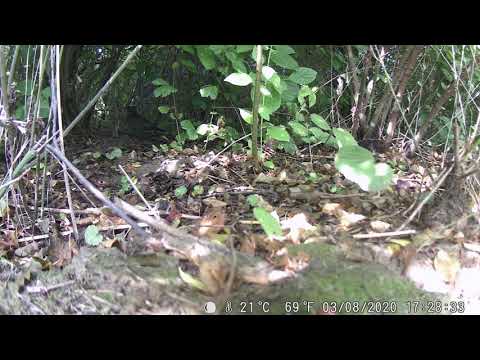 Tiere im Unterholz Wildkamera WK 8 A1