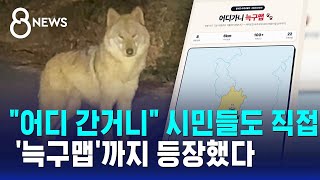 어디 간거니 시민들도 직접..'늑구맵'까지 등장했다 / SBS 8뉴스