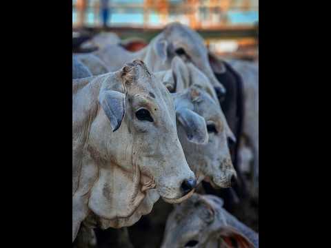 JR LEILÕES - VIANÓPOLIS -GO - 04/03/2026