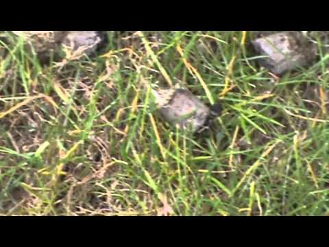 Do Not Buy Sod Like This