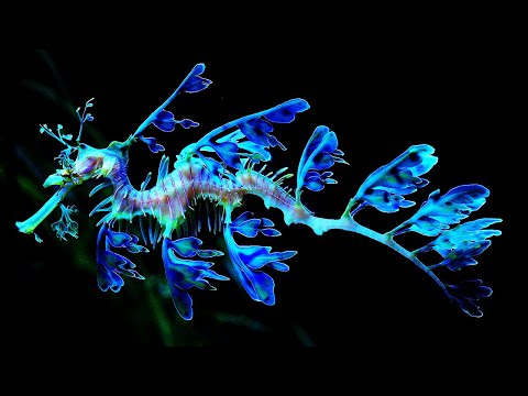 10 Most Beautiful Seahorses In The World