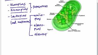 selfuzziblog: Fungsi Plastida Pada Sel Tumbuhan