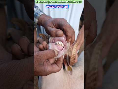 BİR KOYUNUN YAŞINI DİŞLERİNDEN NASIL ANLARIZ? #kurbanlık #toklu #yavruhayvanlar #kuzu #keşfet