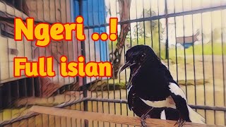 Download lagu NGOBRA!! BIKIN KACER LAIN EMOSI IKUT NYAUT BUNYI BONGKAR MATERI PANCING DENGAN KACER GACOR INI mp3
