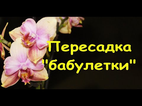 "Сара Блаш":ПЕРЕСАДКА ОРХИДЕИ+состояние на 19день.Phalaenopsis 'Sara Blush'.