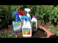 How Does Neem Oil Work, Insect Examples & Making Your Own Neem Oil Spray: Save Money! - TRG 2014