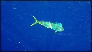 Mahi Fishing - Fort Lauderdale, FL. (June 2014)