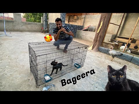 Humary Pas Aya Aj Bageera 😘