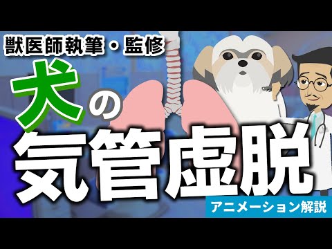 喘息の犬 - 症状と治療