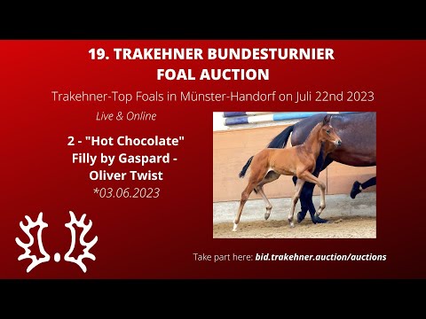 2 - Hot Chocolate - Filly by Gaspard - Oliver Twist *03.06.2023