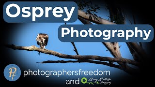 Osprey Photography Woolgoolga Lake NSW