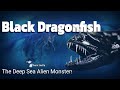 The Deep Ocean S Hidden Alien The Black Dragonfish Animal Learn LineUp