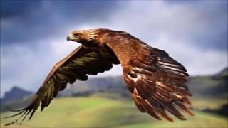 What is the meaning of dreaming with a hawk?
