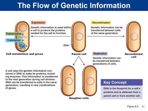 Chapter 10 Molecular Biology