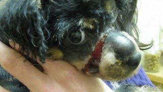 Dying puppy found in a frozen box is rescued