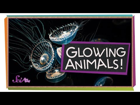 Glowing Ocean Animals!