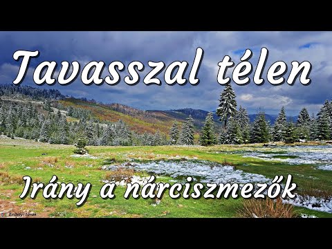 Irány a tavaszi nárciszemzők! Az Erdélyi Érchegységben kirándultunk április végén Negrileasa -n.