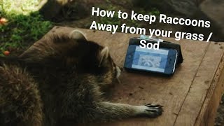 How to keep Raccoons off your fleshly instilled sod?