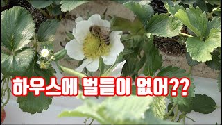 하우스에 양봉벌이 없어??? 왜??? 벌통 확인해 봤어?