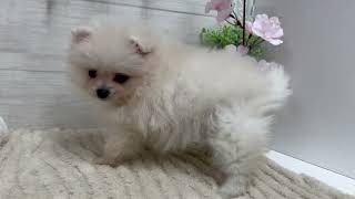 ポメラニアンの動画01