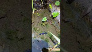 Download lagu Nemu sarang ikan cupang hias di dekat batu 😳 #shorts #fishing #cupang mp3 Download lagu Nemu sarang ikan cupang hias di dekat batu 😳 #shorts #fishing #cupang mp3