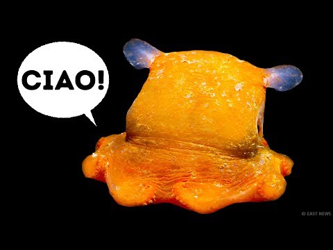 download lagu mp3 mp4 Animali Rari, download lagu Animali Rari gratis, unduh video klip Download Animali Rari Mp3 dan Mp4 Popular Gratis