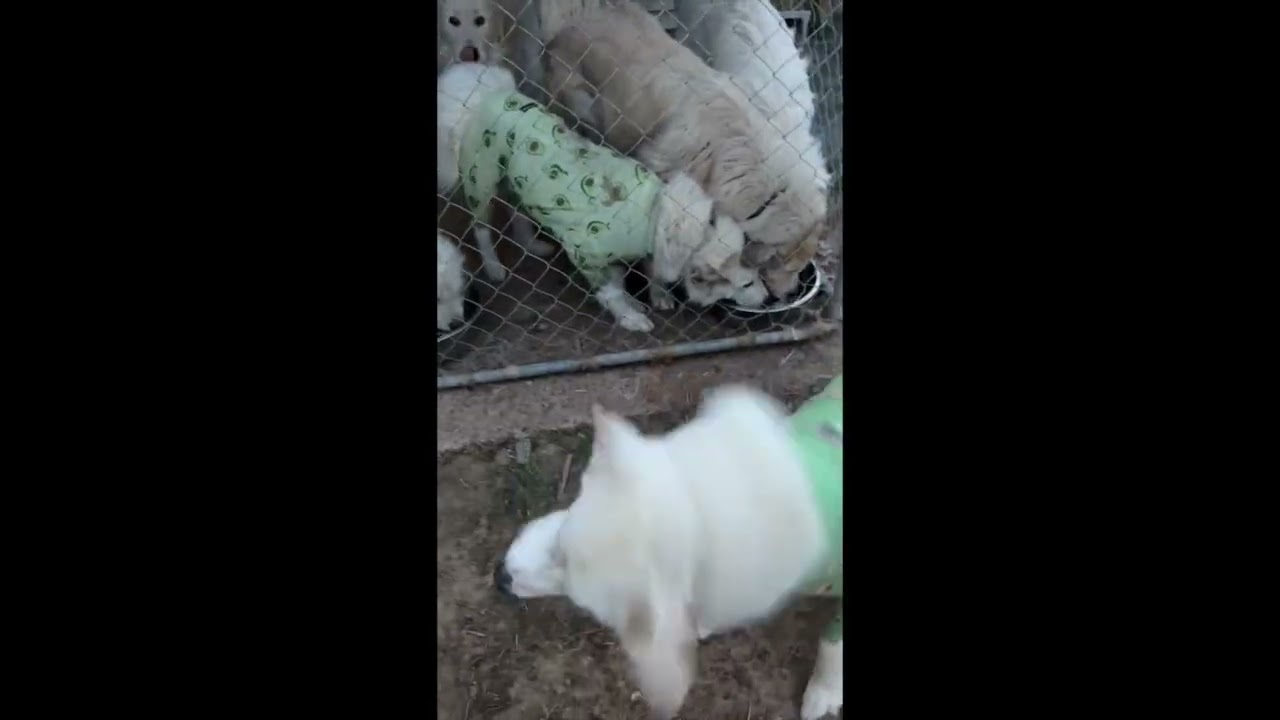 Enlarge Fern in TN - The CEO of Snuggles!, an adopted Great Pyrenees in Jackson, TN video 4/4