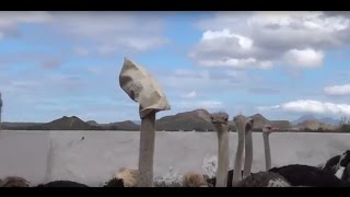 Avestruces asesinados para hacer bolsos Hermès y Prada