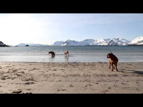 Boerboels on the beach.