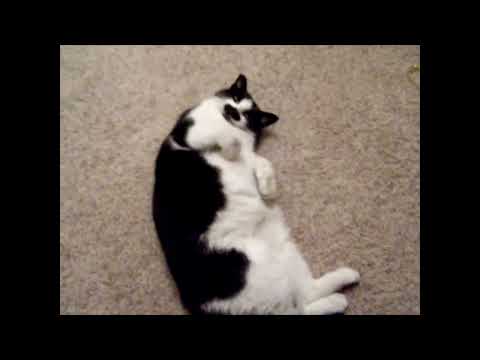 Forgive the video quality for I was but a wee lad when taking this only surviving video of Groucho