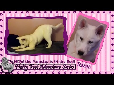 Razah: NOW the Monster is IN the Bed!!!