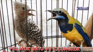 Download lagu PELATUK BATU VS CUCAK CUNGKOK || MATERI BESETAN TEMBAKAN SUPER TAJAM mp3 Download lagu PELATUK BATU VS CUCAK CUNGKOK || MATERI BESETAN TEMBAKAN SUPER TAJAM mp3