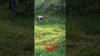 Download lagu ngarit rumput nya pada seger mp3