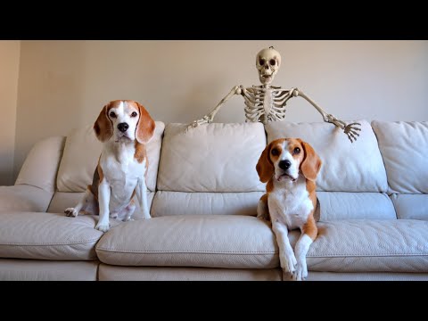Scary Skeleton Vs Dogs : Funny Halloween Prank