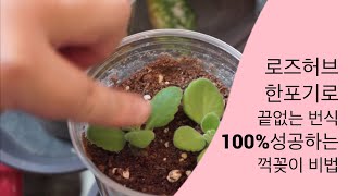 로즈허브 번식성공 100%방법 :구독하기  : How to grow a Vicks plant at home