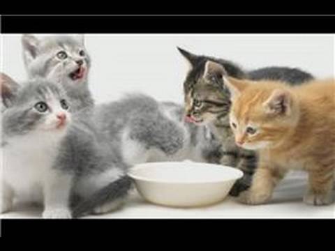 Kitten Care Tips - YouTube