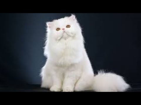 Cat Grooming Hairstyles | How to Clean A white Long hair cat | Grooming Guide | Tutorial Studio