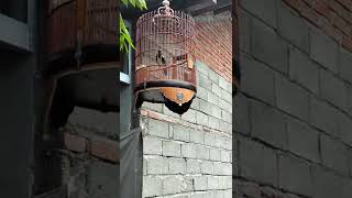 Download lagu Anis macan lokal lombok mental baja mp3 Download lagu Anis macan lokal lombok mental baja mp3