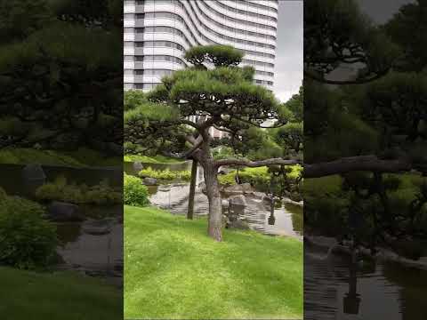 木々のある広い庭園: ヒントとコツ、計画のアドバイスとアイデア  庭園