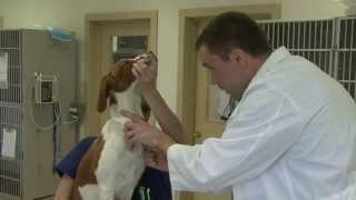preview picture of video 'Welcome to Jordan River Animal Hospital | West Jordan, UT'