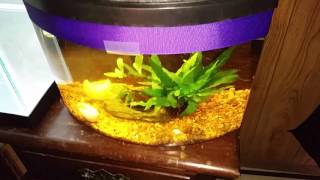 Planarian (Planaria Worms)Dangerous Aquarium Pests.