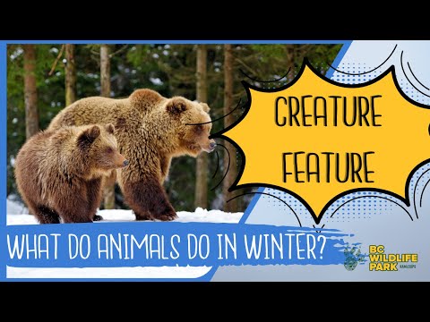 What Do Animals Do In The Winter? Part 1 - Hibernation (Creature Feature Series)