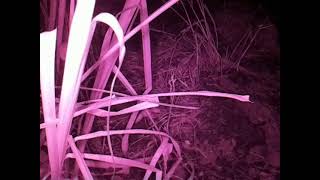 ダルマガエル観察ライブ20250828