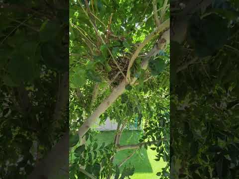 庭で役に立つ鳥は何ですか？ 9人の素敵な友達をあなたのところに迎え入れましょう！  庭園