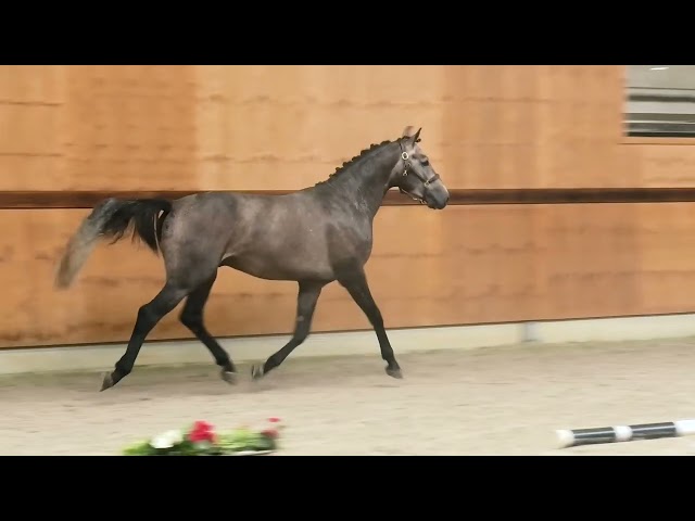 gaits