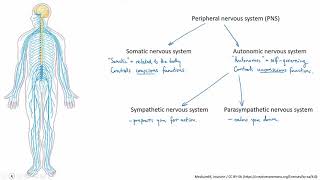Nervous system: more about the PNS