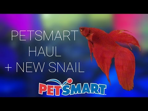 Petsmart haul Betta fish- new snail
