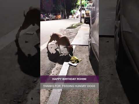 Ms. Rohini's Heartwarming Birthday: Feeding Street Dogs and Spreading Joy! #pephandsspecialdaygiving