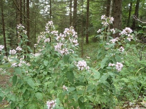 Wilder Majoran, Oregano, essbar