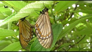 preview picture of video 'Butterflies of India – Yellow Coster (Acraea issoria) females laying eggs'